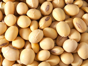 黃豆
